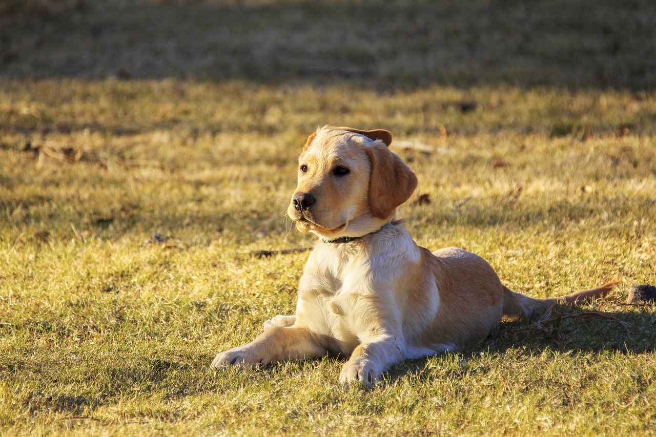 golden retriever puppy lying in sunny grassy field